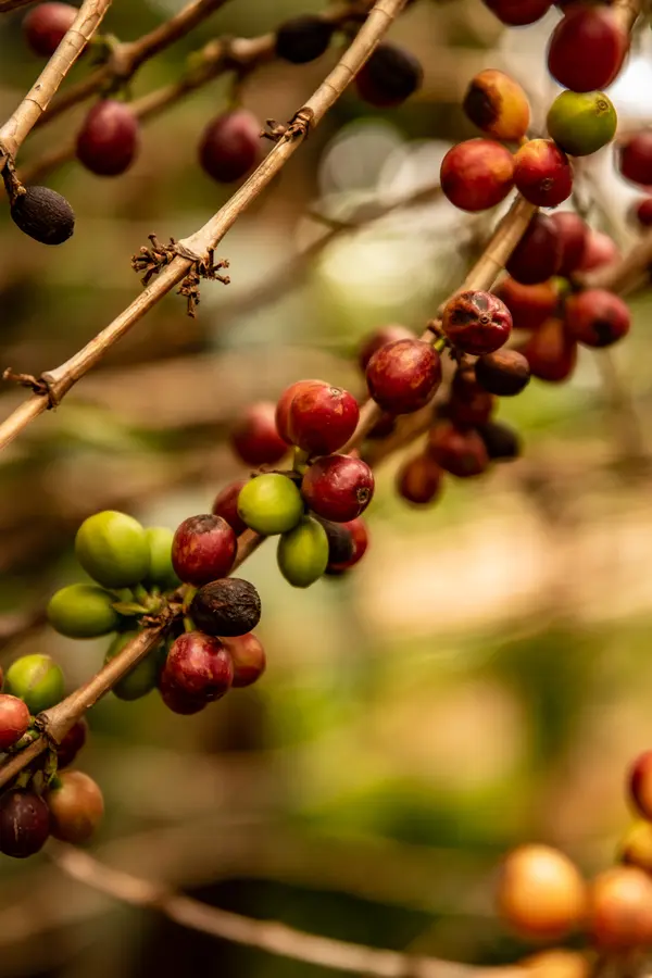 coffee cherries