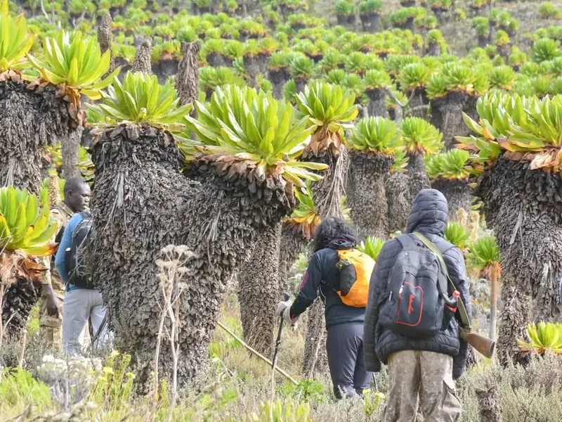 Mount Elgon Flora