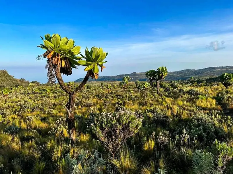 Vegetation on Mount Elgon